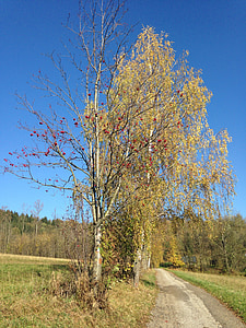 hösten, Björk, sökväg, landskap, blå himmel