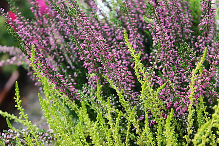 lavender, flower, green, lavender flower, nature, plant, purple