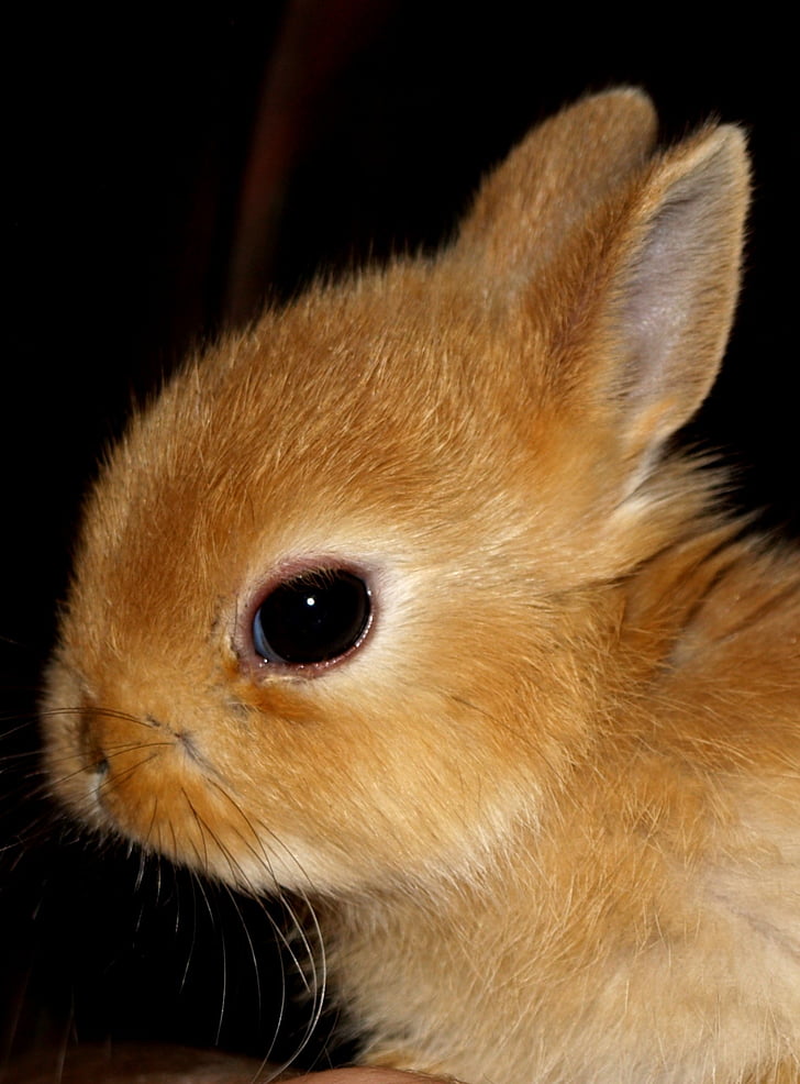 Hare baby, Pet, Sød