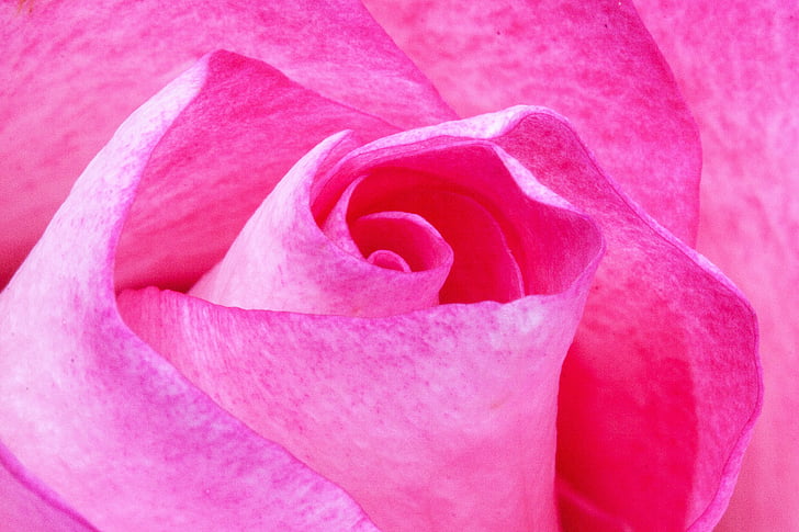 flor, flor, close-up, flora, flor, macro, Rosa