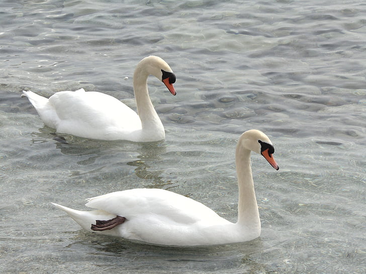 swans, animals, lake, white, wildlife, swan, birds
