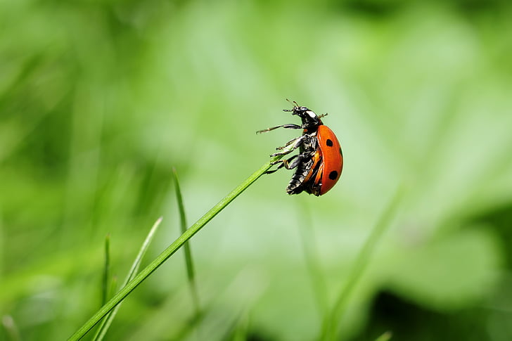 ladybug, insect, nature, meadow, one animal, grass, green color