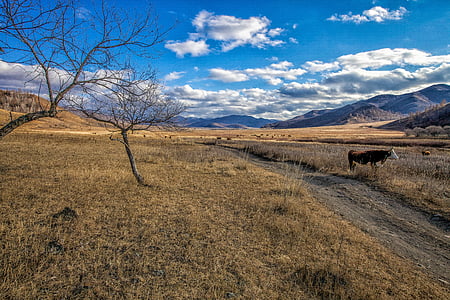 αργά το φθινόπωρο, Λιβάδι, αγελάδα, βόσκηση, Πάροδος, χωριό Μπόγκαρτ, Μογγολία