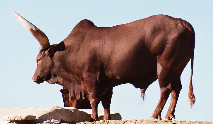 Watusi, razza, bestiame, bue, Toro, Longhorn, bovino