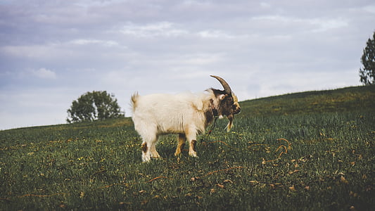 hillside, ram, sheep, nature, animal, pasture, bighorn