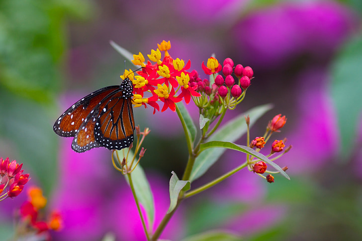 sommerfugl, blomst, forår, sommer, natur, insekt, plante