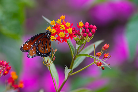 бабочка, цветок, Весна, Лето, Природа, насекомое, завод