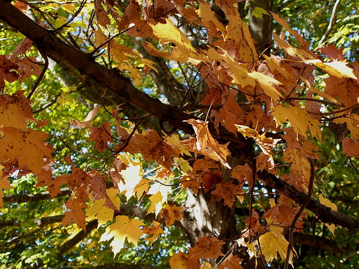 Javor, strom, na podzim, listy, sezóny, listoví, list