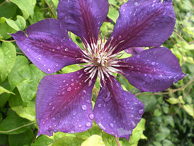 Clematis, por goteo, flor, floración, violeta, naturaleza, planta