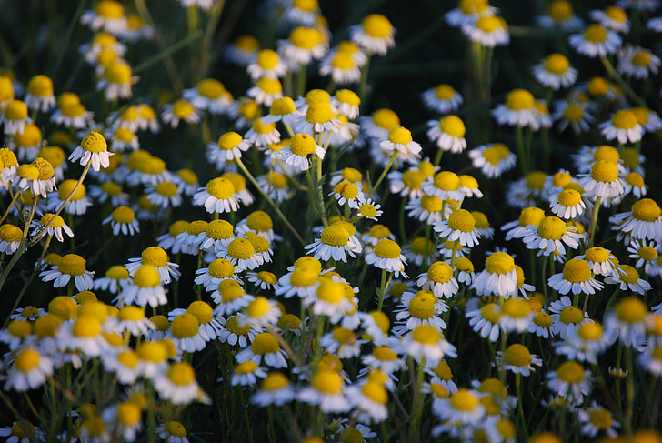 chamomile, flower, nature, colors