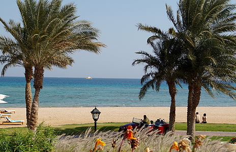 egypt, beach, trees, sea, sun, sand, summer