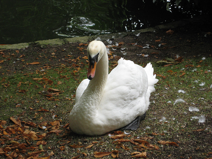 swan, swans, animals, ave