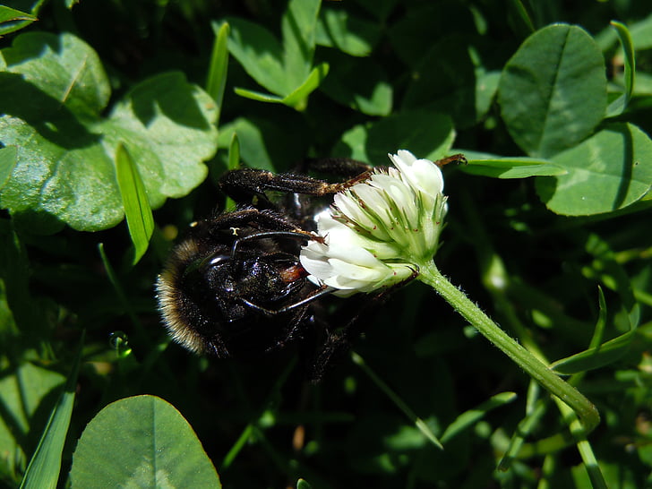 bee, insect, close