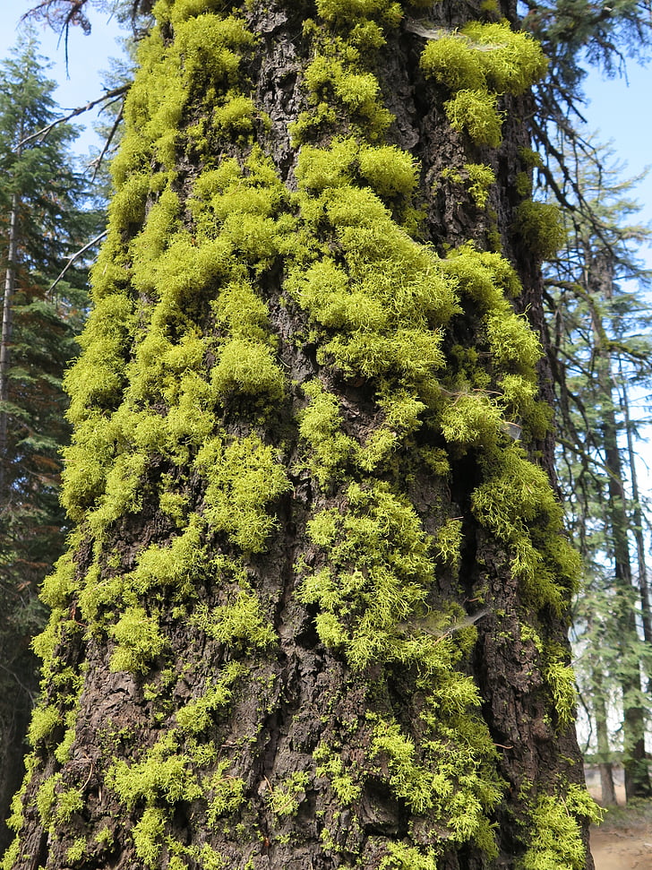 Lichen, træ, skov
