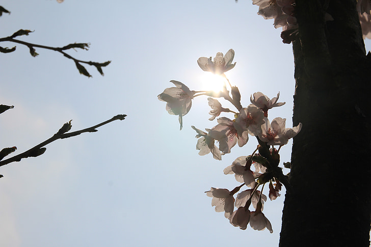plum, flowers, spring, nature, pink, flower tree, bright