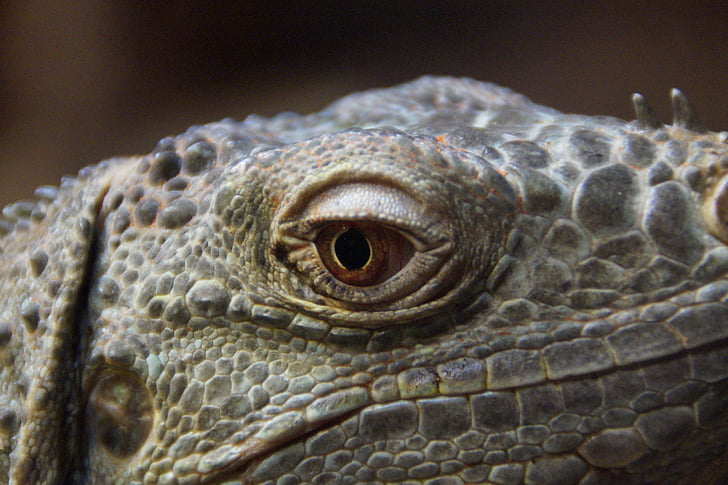 øje, Dragon, dragens øje, Iguana, krybdyr, hoved, dyr