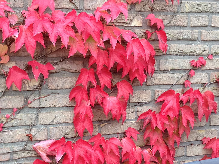 Есен, Есен листа, лоза, червен, Есенни листи, есента цвят