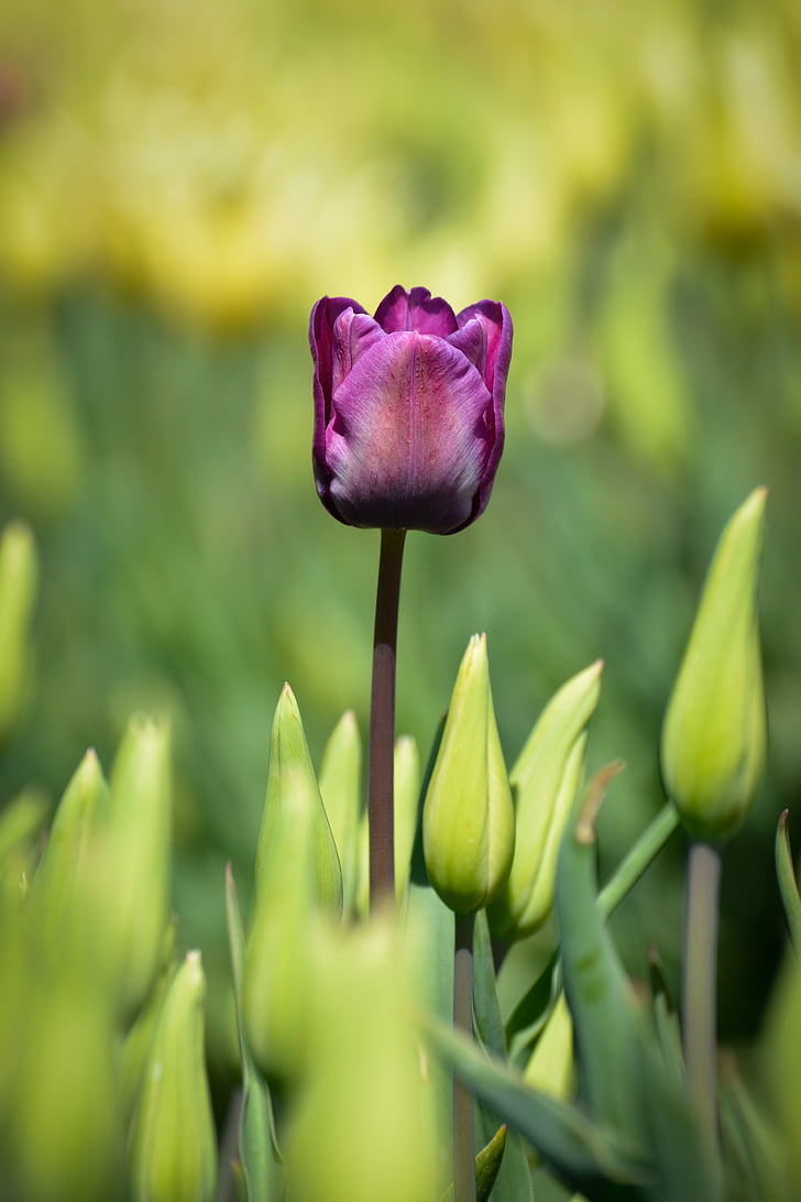 tulips, flower, holland, nature, tulip, plant, springtime