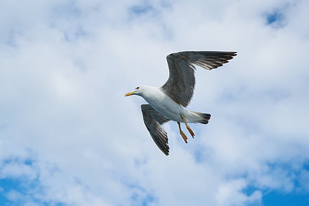 seagull, bird, animal portrait, wing, fly, environmental, gulls
