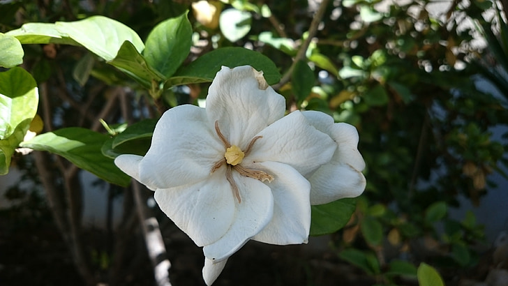bunga, putih, alam