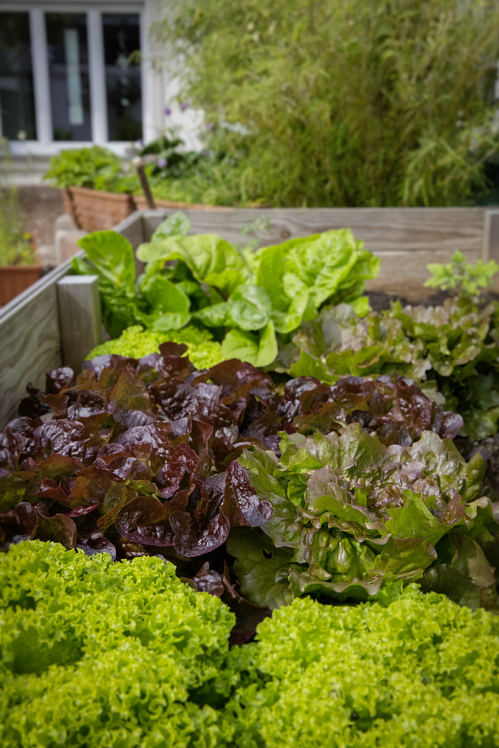 Urban puutarhanhoito, locavore, alueellinen, Bio, terve, salaatti, vihannekset