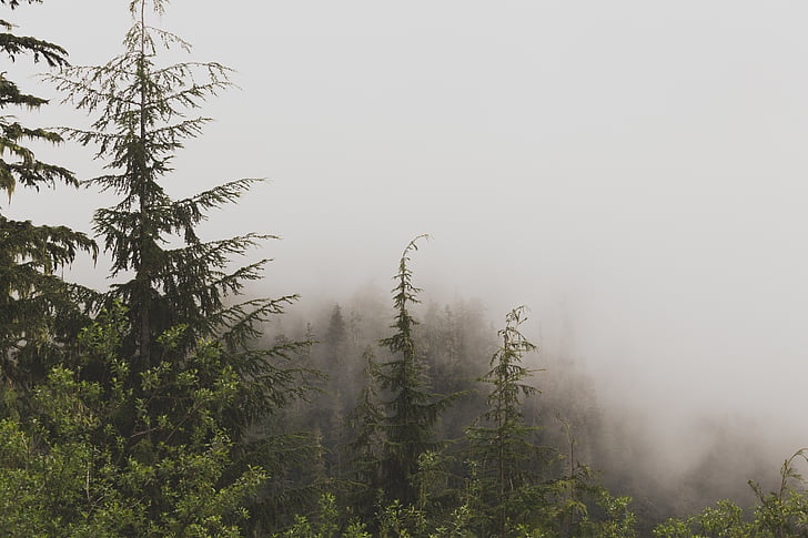 Evergreen, Alpina, névoa, nevoeiro, natureza, paisagem, América
