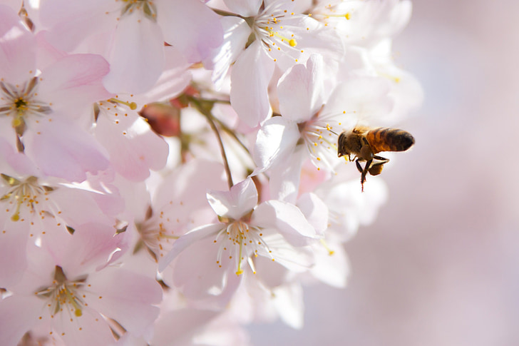 animal, abella, flor, cirera, close-up, floral, flor