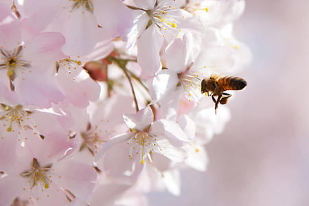 djur, Bee, Blossom, Cherry, närbild, blommig, blomma