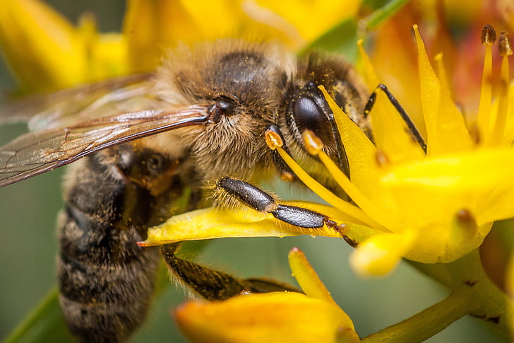 ape, miele, fotografia macro, macro, polline, estate, pianta