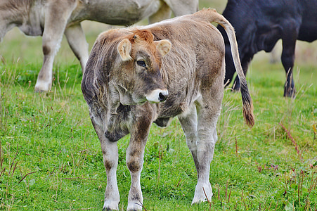 krávy, Allgäu, Fajn, přežvýkavec, mléčný skot, pastviny, zvíře