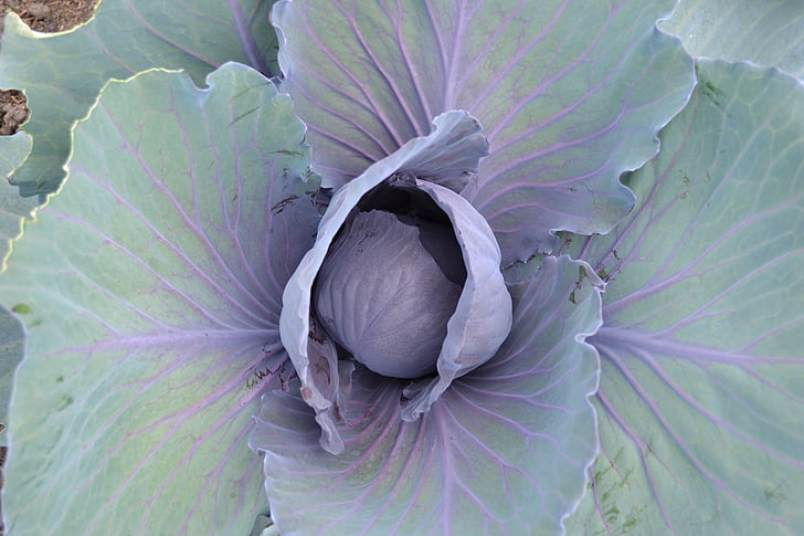 cabbage, horticulture, kitchen garden