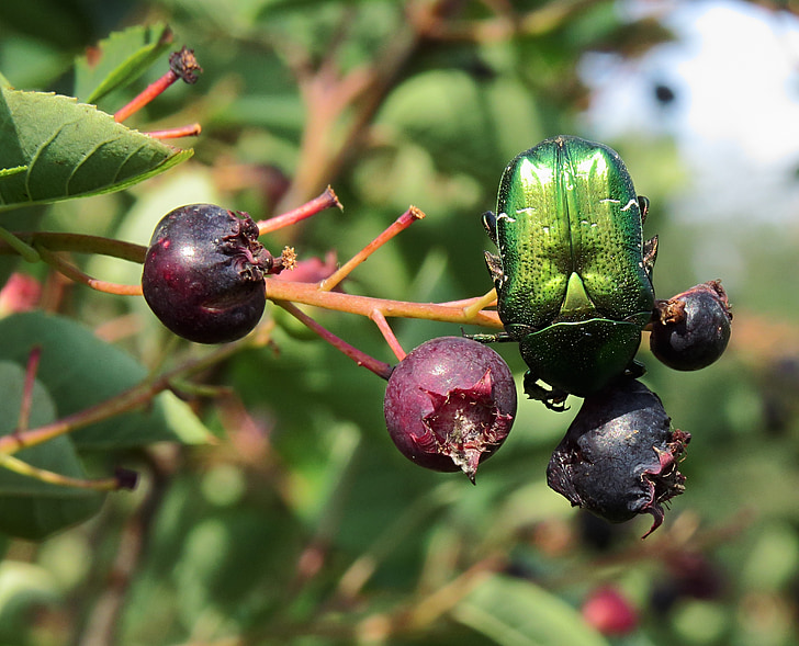 amelanchier ovalis, 장미 풍뎅이과 곤충, 눈 mespilus, serviceberry, 녹색 장미 풍뎅이과 곤충, cetonia aurata, 곤충