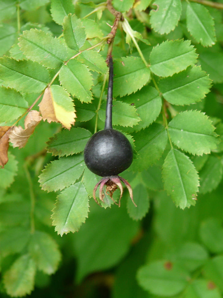 โร pimpinellifolia, แจกัน, ผลไม้, สีดำ, โร spinosissima, เนินทรายโรส, หนามกุหลาบ
