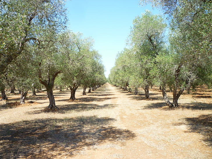 oljčniku, Puglia, olje, oljk rastline, kmetijstvo, obiranje oljk, zelena