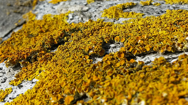 lichen, Pierre, mur, jaune, orange, point de riz, l’encrassement