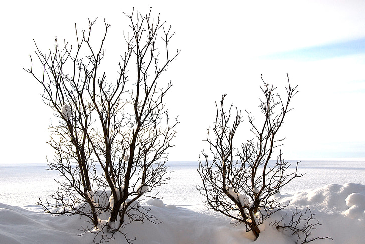 träd, Kahl, estetiska, grenar, vinter, kalla, vit