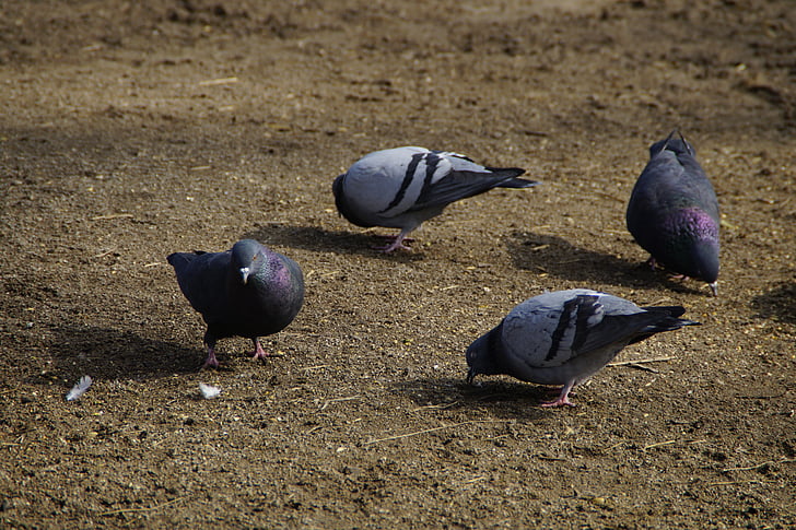 pigeons, peck, birds, eat, food, animals
