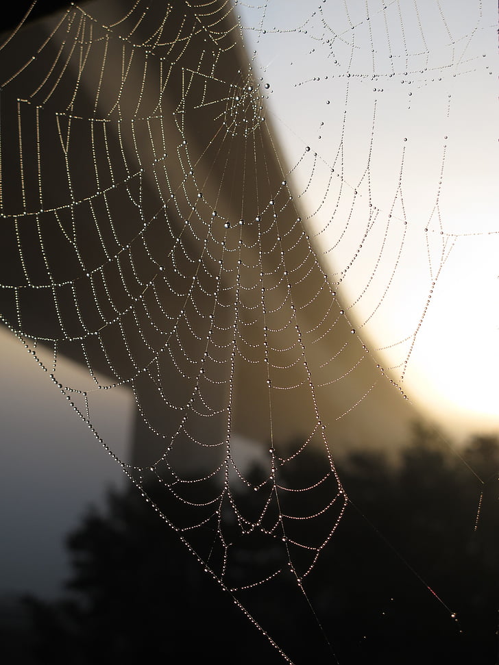Bridge, spindelvæv, efterår, netværk, dug, edderkop, nummeret Morgentau