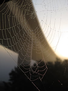 bridge, cobweb, autumn, network, dew, spider, morgentau