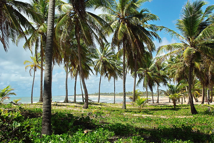 brazilwood, Costa-sauípe, pobřeží, Cocoteraie, pláž, duny, vegetace