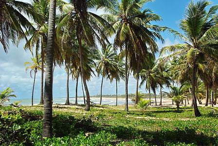 Brasil, Costa sauípe, Ufer, Cocoteraie, Strand, Dünen, Vegetation