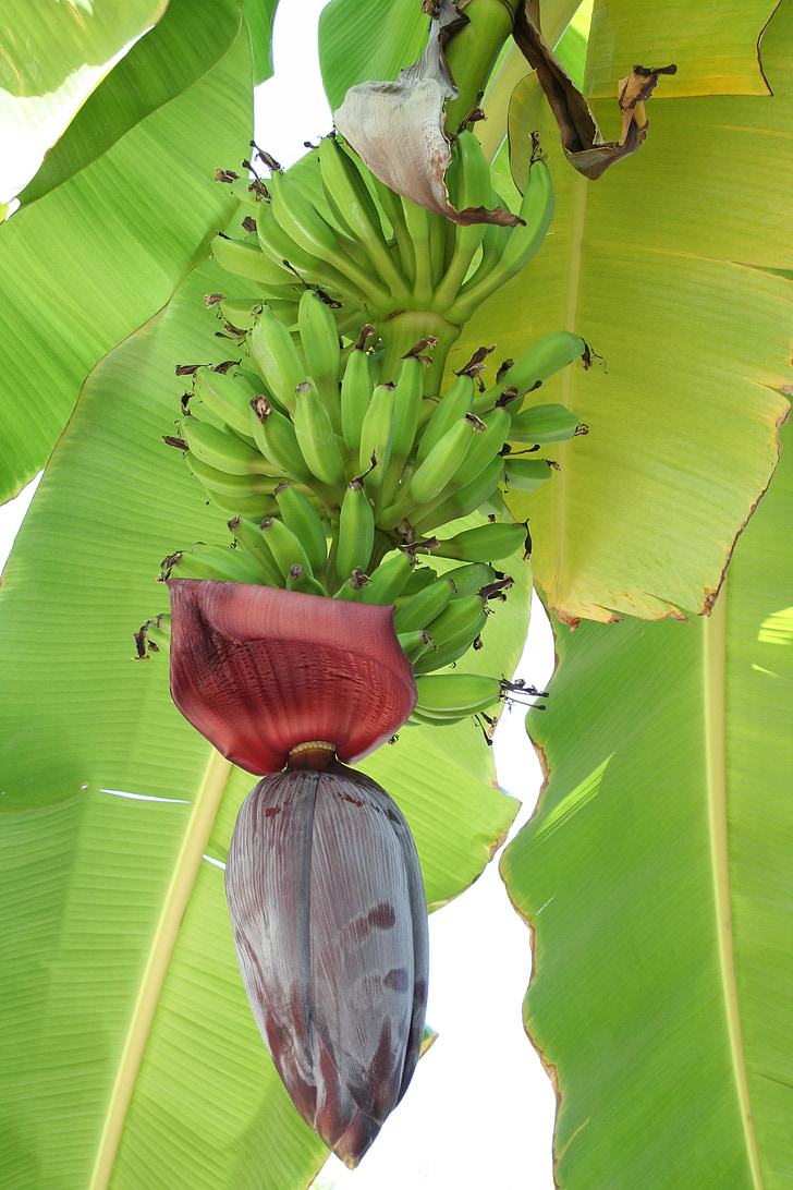 банан, Цвіте, тропіки