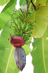 bananų, Pavasariniai žiedai, tropikuose