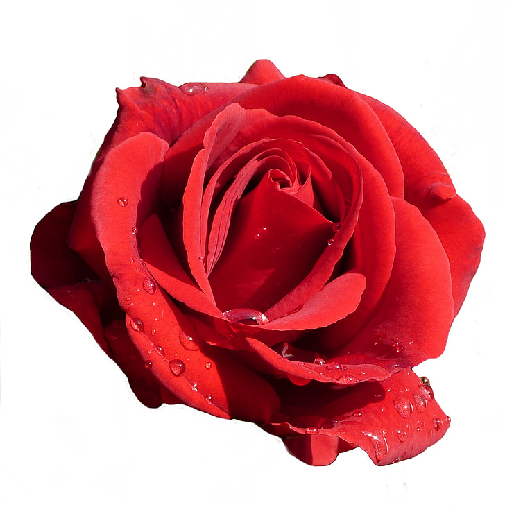 růže, červená, květ, Bloom, červená růže, izolovaný, růže - květ