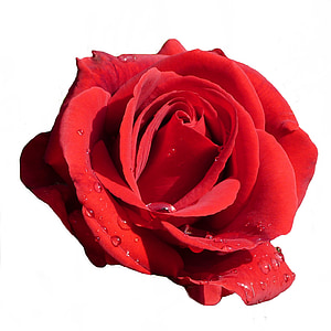 rose, red, blossom, bloom, red rose, isolated, rose - Flower