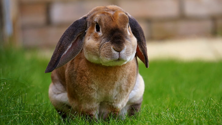 rabbit, garden, bunny, spring, green, grass, cute