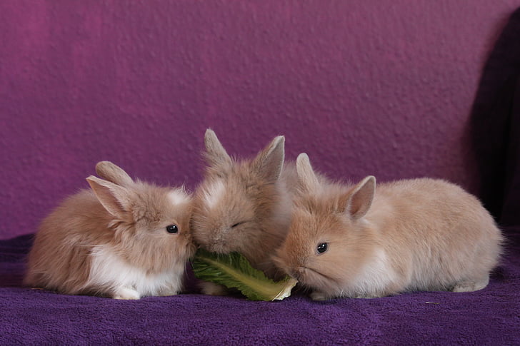 ウサギ, 小さな, 甘い, knuffig, 食べる, 食品, ペット