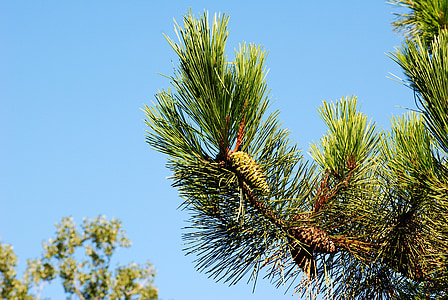 pine, sky, green, blue, tree, nature, landscape