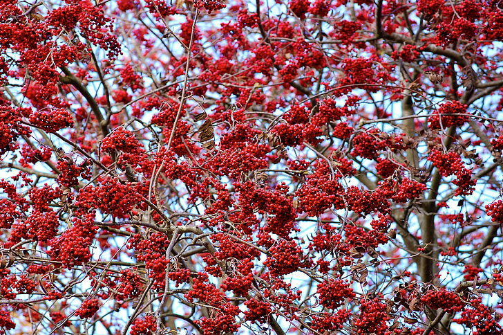 Rowan, vermelho, natureza, baga, Cor, árvore, Outono