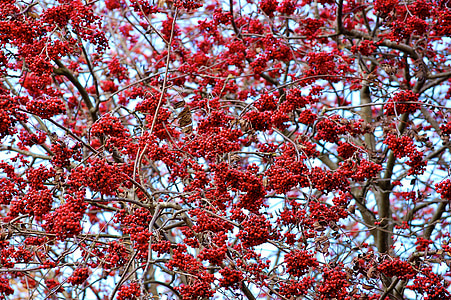 Rowan, rdeča, narave, jagodami, barva, drevo, jeseni